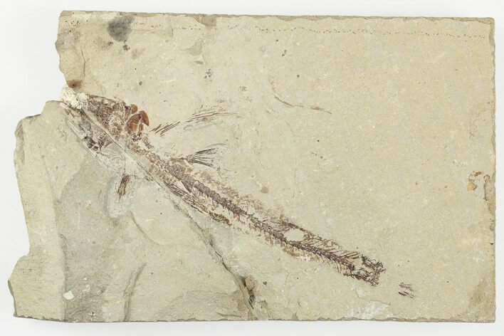 Rare Cretaceous Fossil Bony Fish (Telepholis) - Lebanon #202142